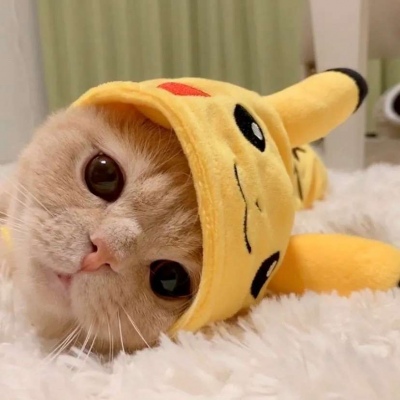直萌情侣头像可爱动物一对高清图片 猫狗cp情头可爱