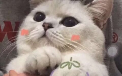 狗狗猫咪可爱萌宠情头一对圣诞节图片 萌宠圣诞情头