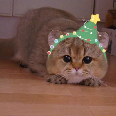 狗狗猫咪可爱萌宠情头一对圣诞节图片 萌宠圣诞情头