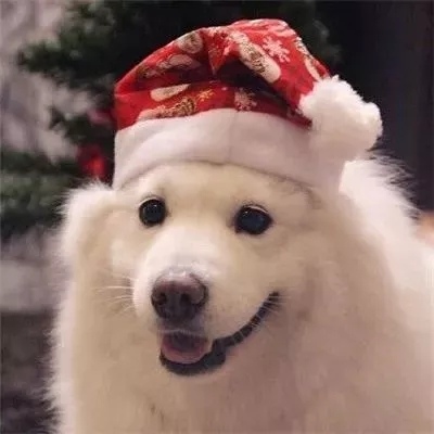 狗狗猫咪可爱萌宠情头一对圣诞节图片 萌宠圣诞情头