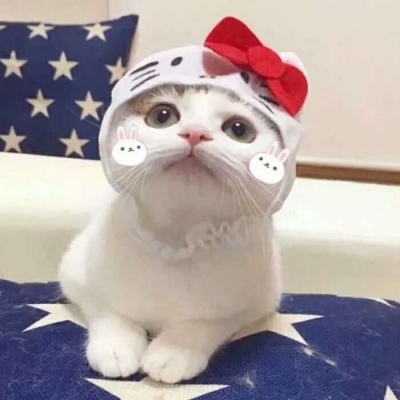 高清一左一右情头可爱萌情侣头像猫咪图片 情侣头像可爱小猫
