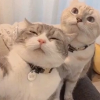 可爱一对 猫咪萌宠情侣头像