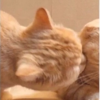 可爱一对 猫咪萌宠情侣头像