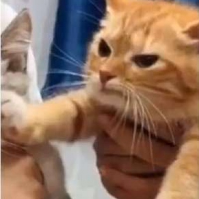 可爱一对 猫咪萌宠情侣头像