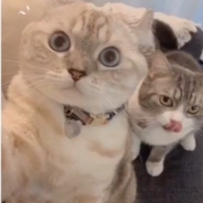 可爱一对 猫咪萌宠情侣头像