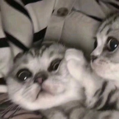 可爱一对 猫咪萌宠情侣头像
