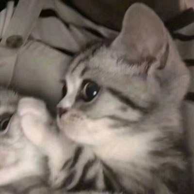 可爱一对 猫咪萌宠情侣头像