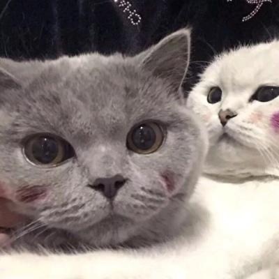 可爱一对 猫咪萌宠情侣头像