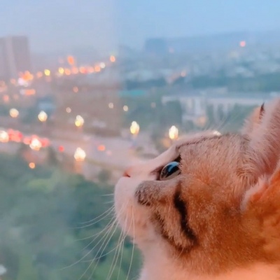 可爱一对 猫咪萌宠情侣头像