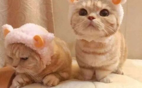 高清可爱小猫咪情头左右一对 超萌猫咪情头一对两张