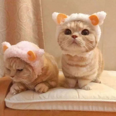 高清可爱小猫咪情头左右一对 超萌猫咪情头一对两张