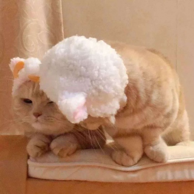 高清可爱小猫咪情头左右一对 超萌猫咪情头一对两张
