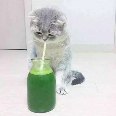 高清可爱小猫咪情头左右一对 超萌猫咪情头一对两张