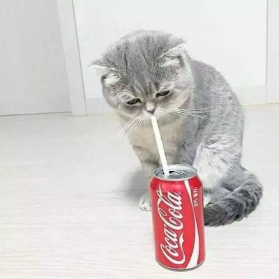 高清可爱小猫咪情头左右一对 超萌猫咪情头一对两张