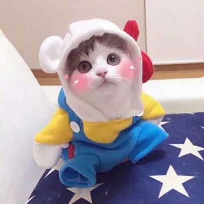 高清可爱小猫咪情头左右一对 超萌猫咪情头一对两张