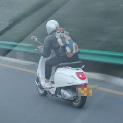 情侣萌宠头像超萌一对两张高清图片