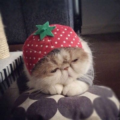 沙雕情侣头像一左一右,高清超喜欢的几组沙雕情侣头像图片