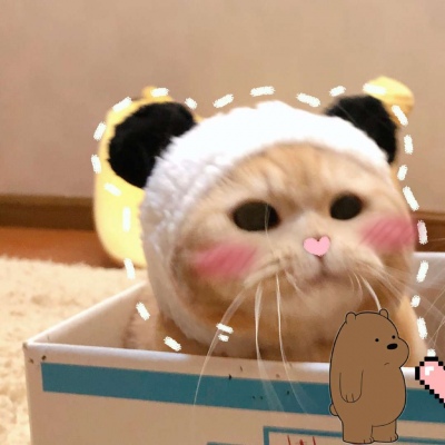 橘猫情侣头像一对两张,高清可爱的橘猫sally情侣头像图片