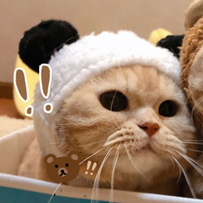 橘猫情侣头像一对两张,高清可爱的橘猫sally情侣头像图片