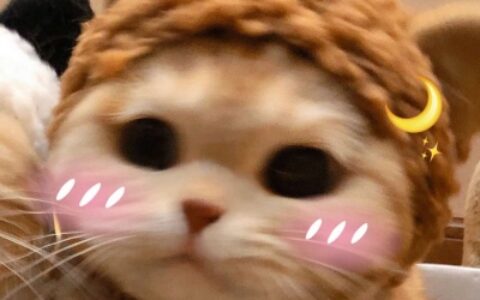 橘猫情侣头像一对两张,高清可爱的橘猫sally情侣头像图片