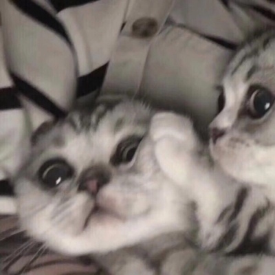 小猫情头一对高清,可爱的情头猫咪一对搞怪图片
