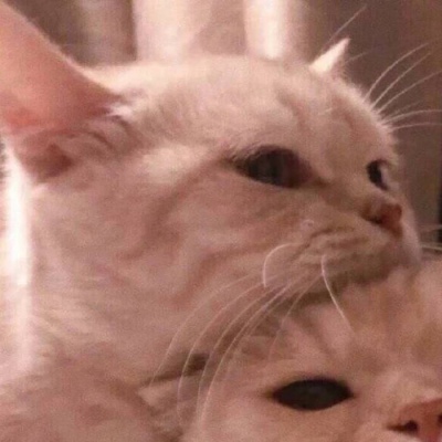 小猫情头一对高清,可爱的情头猫咪一对搞怪图片