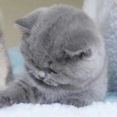 小猫情头一对高清,可爱的情头猫咪一对搞怪图片