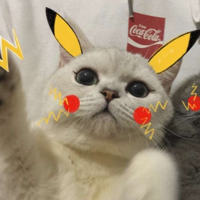 小猫情头一对高清,可爱的情头猫咪一对搞怪图片