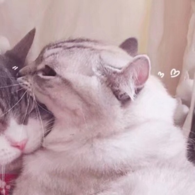 小猫情头一对高清,可爱的情头猫咪一对搞怪图片