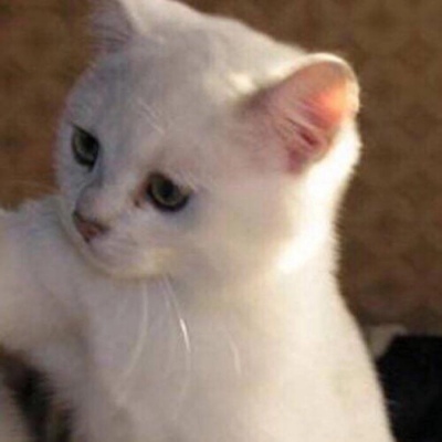 小猫情头一对高清,可爱的情头猫咪一对搞怪图片