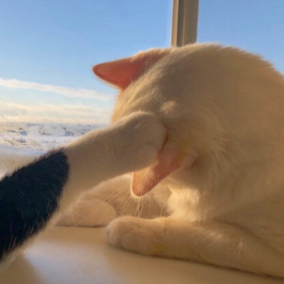 小猫情头一对高清,可爱的情头猫咪一对搞怪图片