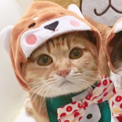 小猫情头一对高清,可爱的情头猫咪一对搞怪图片