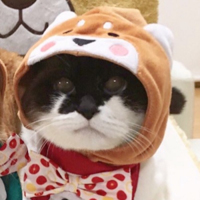 小猫情头一对高清,可爱的情头猫咪一对搞怪图片