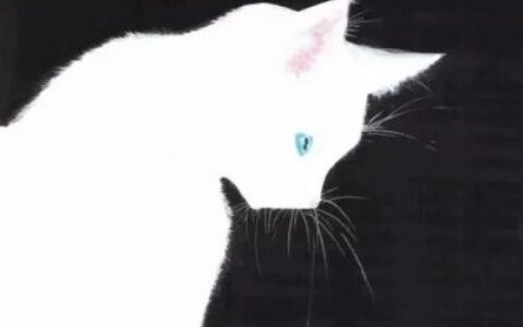 高清可爱萌的猫咪情侣头像一左一右图片 两只猫咪的情头