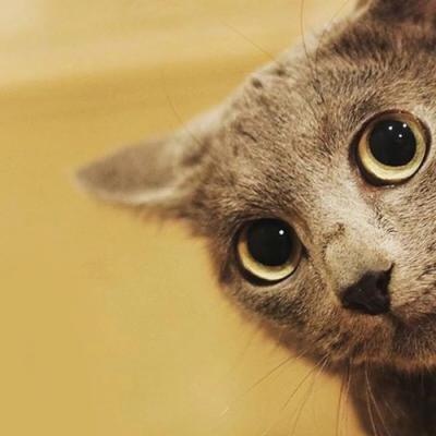 高清可爱萌的猫咪情侣头像一左一右图片 两只猫咪的情头