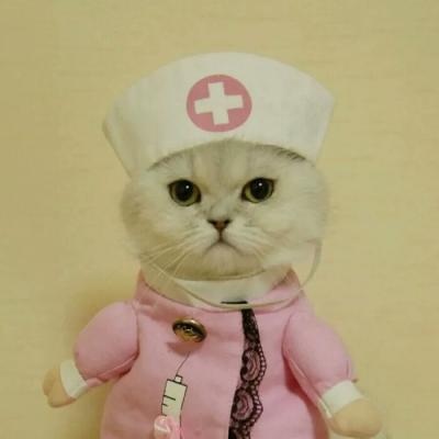 高清可爱萌的猫咪情侣头像一左一右图片 两只猫咪的情头