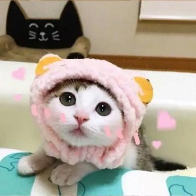 高清可爱萌的猫咪情侣头像一左一右图片 两只猫咪的情头