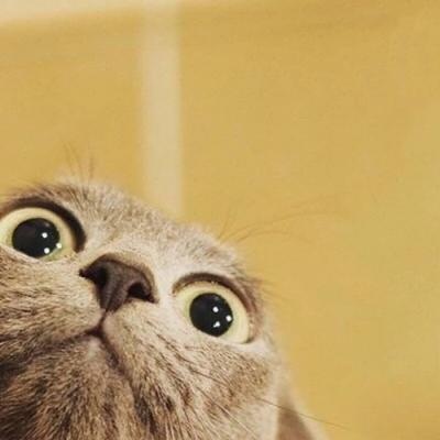 高清可爱萌的猫咪情侣头像一左一右图片 两只猫咪的情头