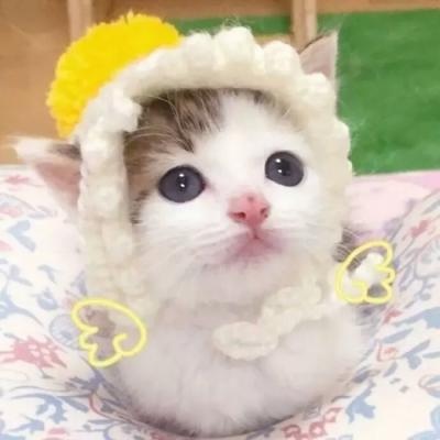 高清可爱萌的猫咪情侣头像一左一右图片 两只猫咪的情头
