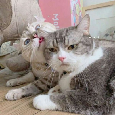 猫咪头像情侣一左一右,高清可爱小猫情侣头像超萌一对图片