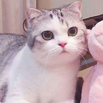 猫咪头像情侣一左一右,高清可爱小猫情侣头像超萌一对图片