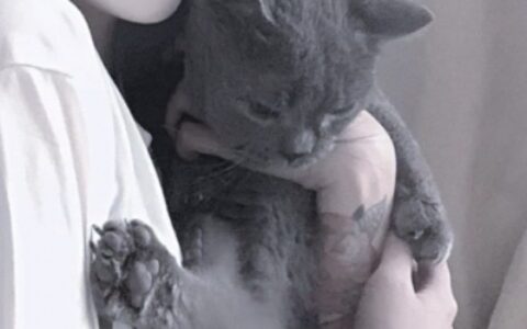对象是猫系列情头,高清可爱的对象是猫的情侣头像图片