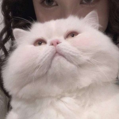 对象是猫系列情头,高清可爱的对象是猫的情侣头像图片