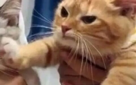 高清可爱情头微信猫咪一左一右超萌图片 猫咪微信情侣头像一对