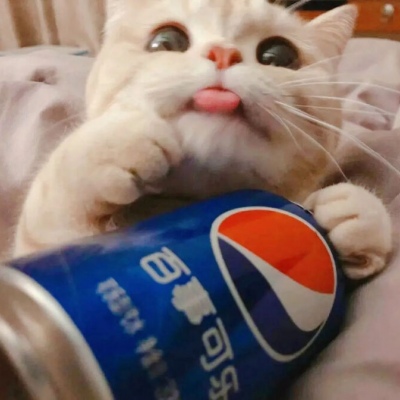 萌猫情头一左一右,高清超萌的情头可爱猫咪一人一张图片
