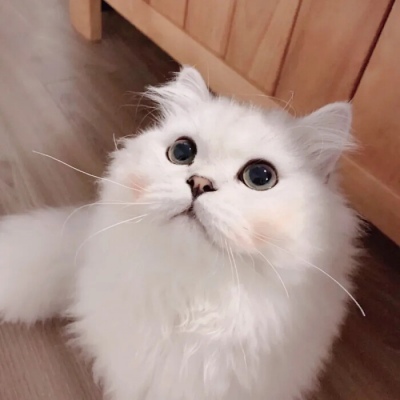 萌猫情头一左一右,高清超萌的情头可爱猫咪一人一张图片