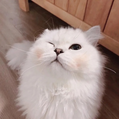萌猫情头一左一右,高清超萌的情头可爱猫咪一人一张图片