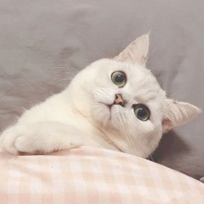 萌猫情头一左一右,高清超萌的情头可爱猫咪一人一张图片