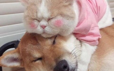 可爱猫咪狗狗情头一对图片