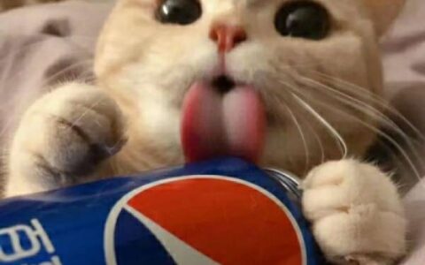 情侣小猫头像图片大全,高清可爱的萌猫头像情侣图片